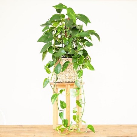 Golden Pothos (Botanical name - Epipremnum aurem)