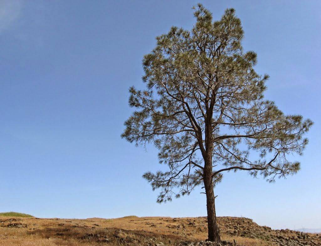 Gray Pine Tree