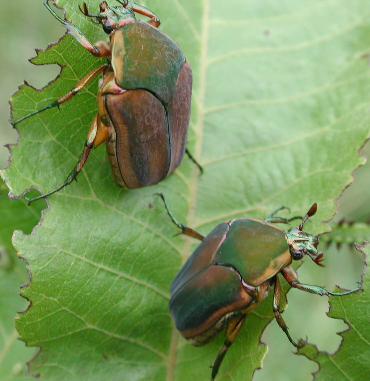 Green June Beetles