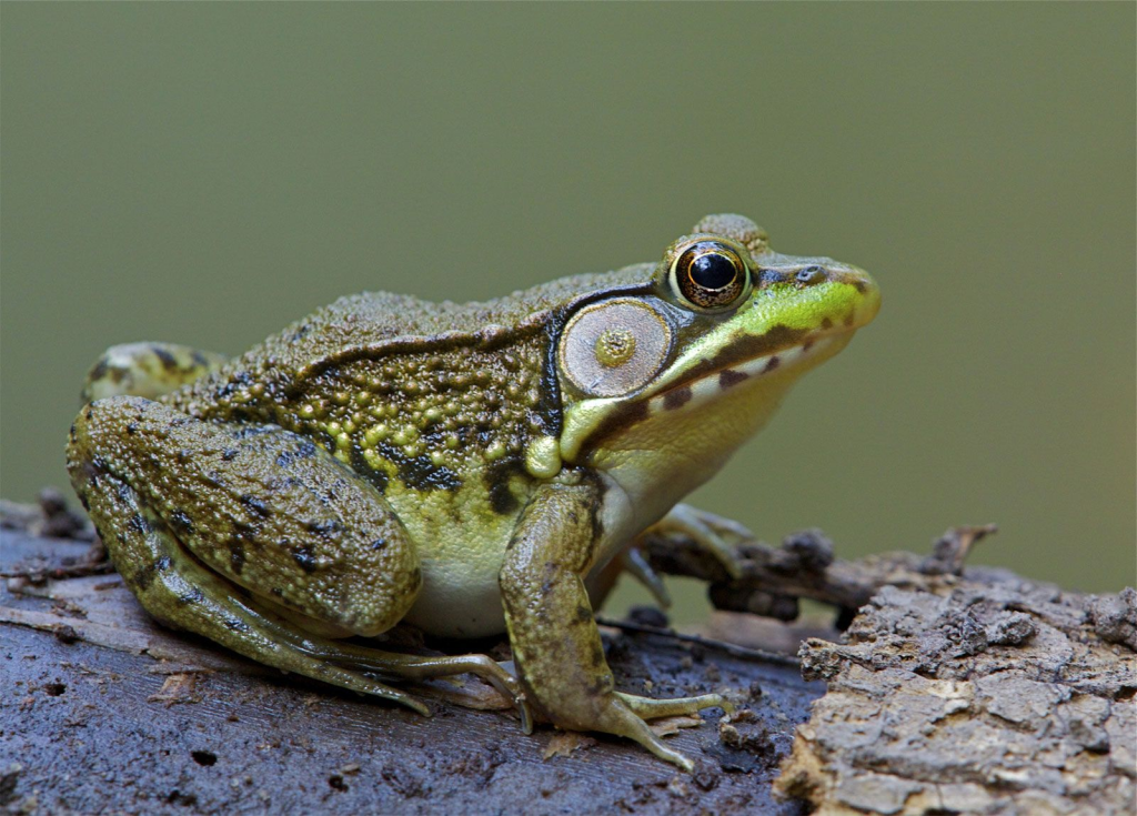 Frogs