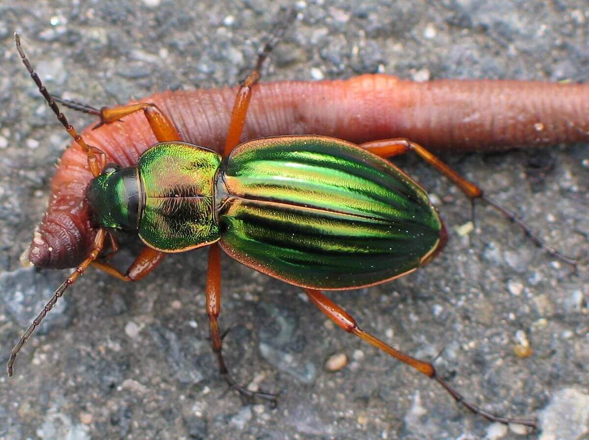 Ground Beetles