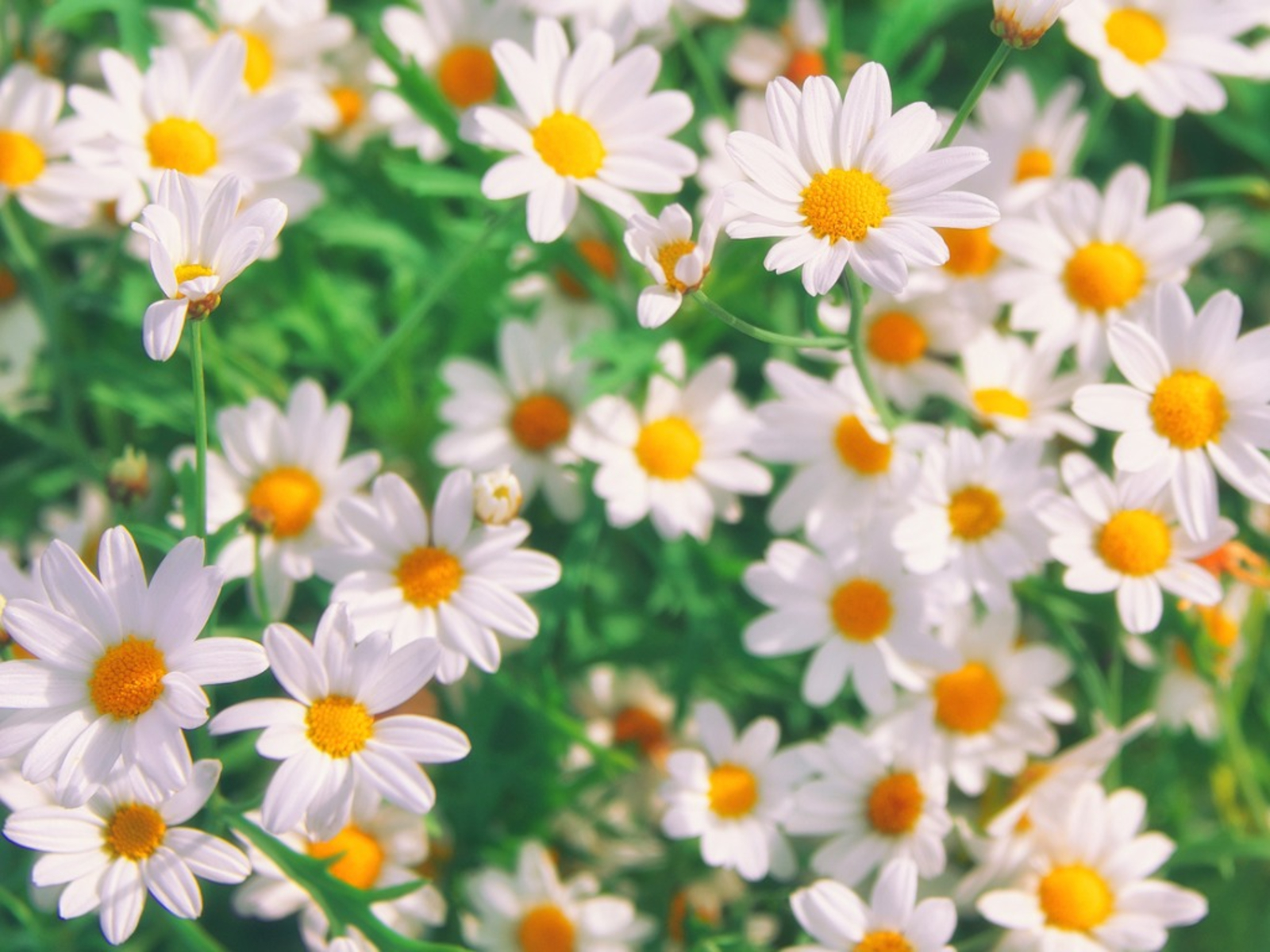Growing Chamomile in your Garden