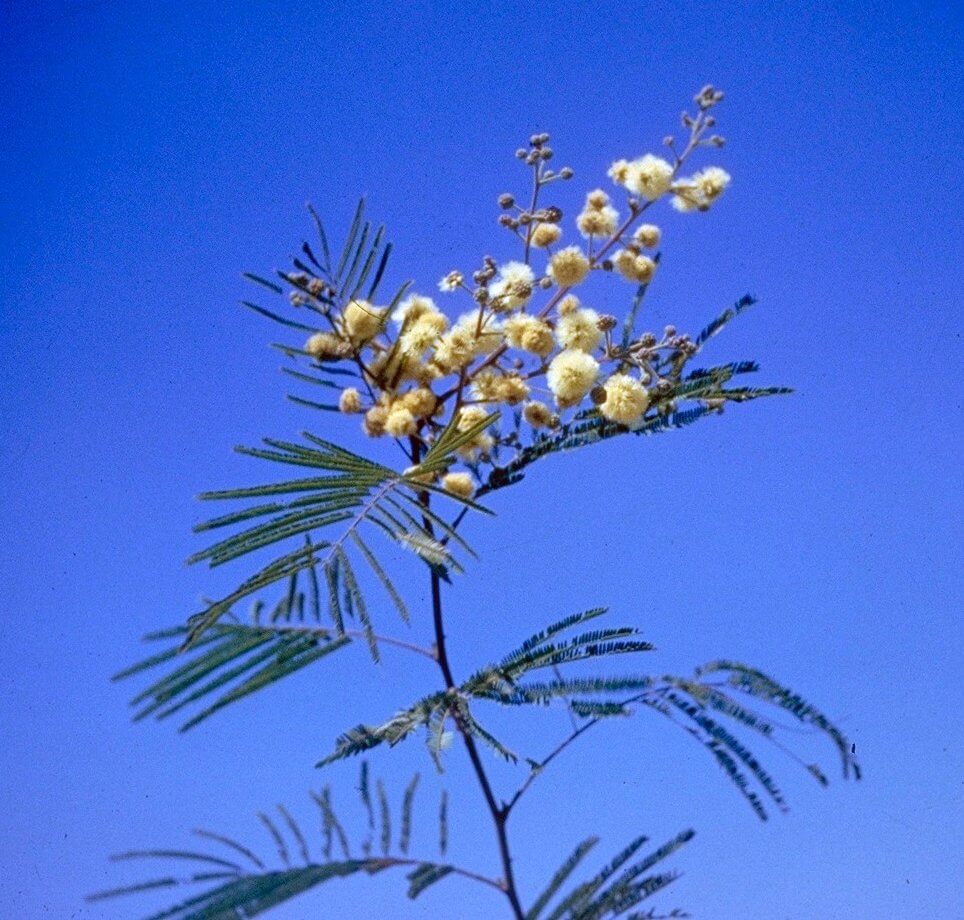 Guajillo Acacia (Senegalia Berlandieri)