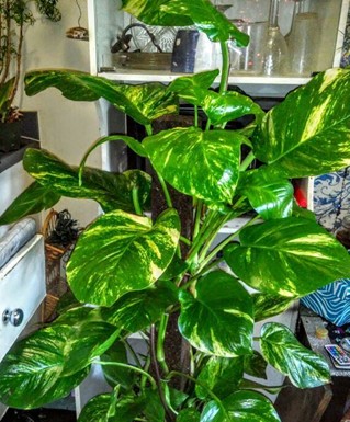 Hawaiian Pothos