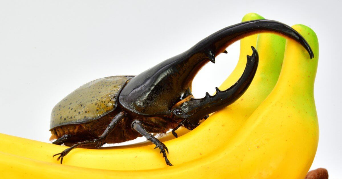 Hercules Beetles