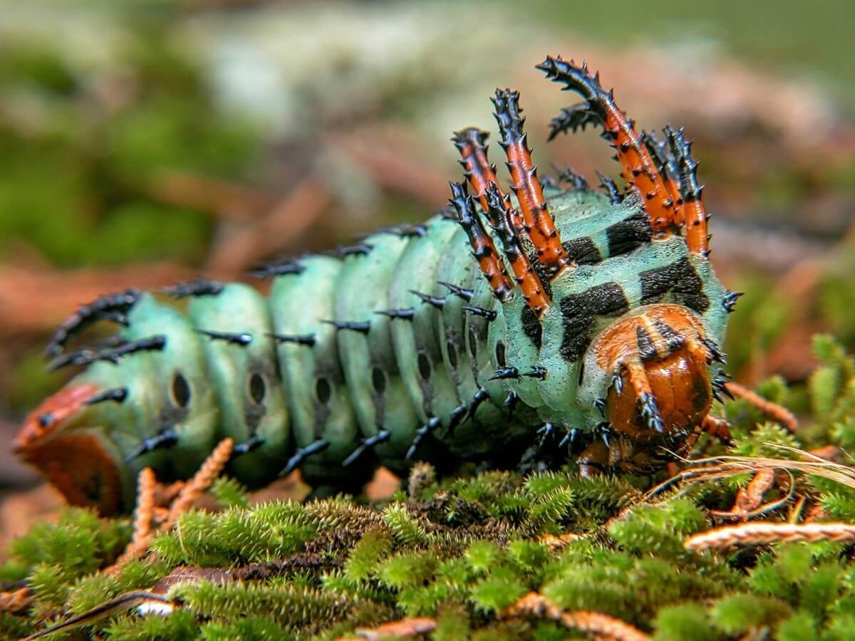 Hickory Horned Devil (Citheronia Regalis)