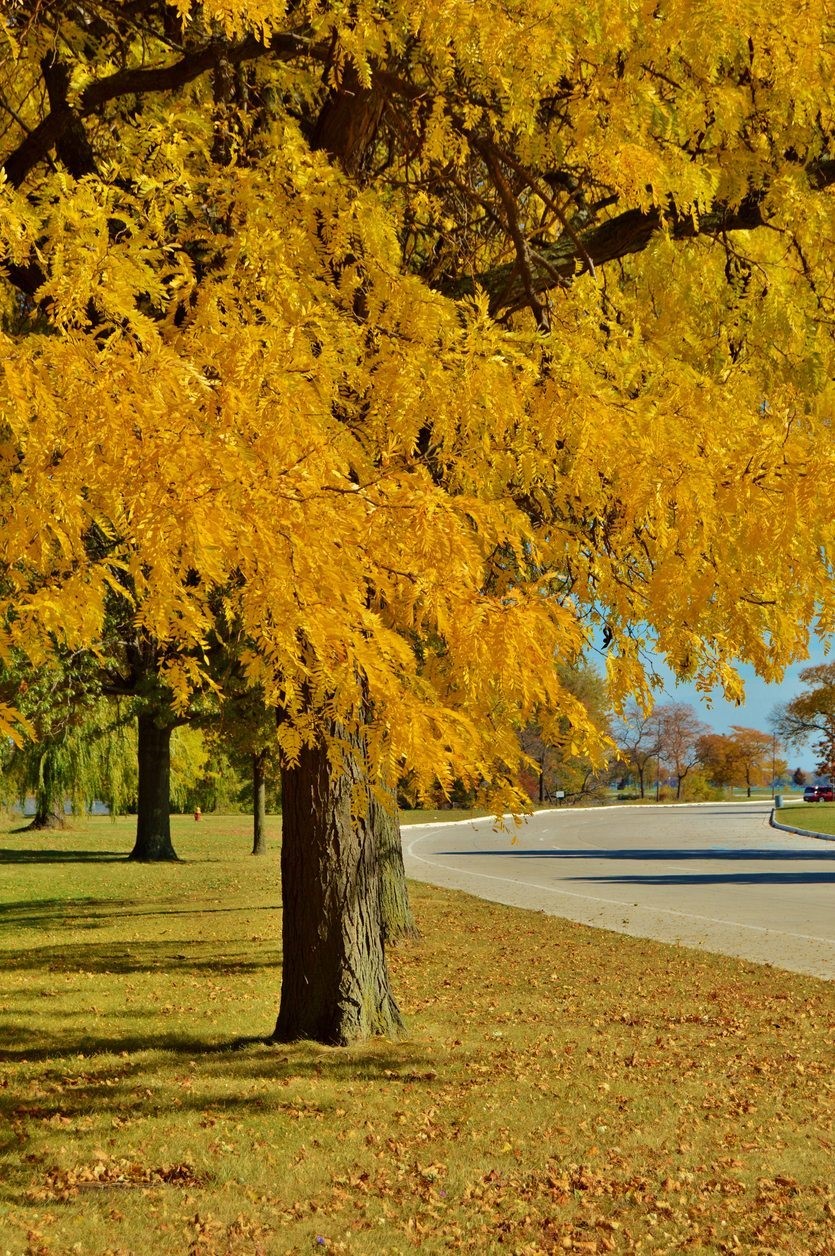 Honey Locust Trees (Glenditsia triacanthos)