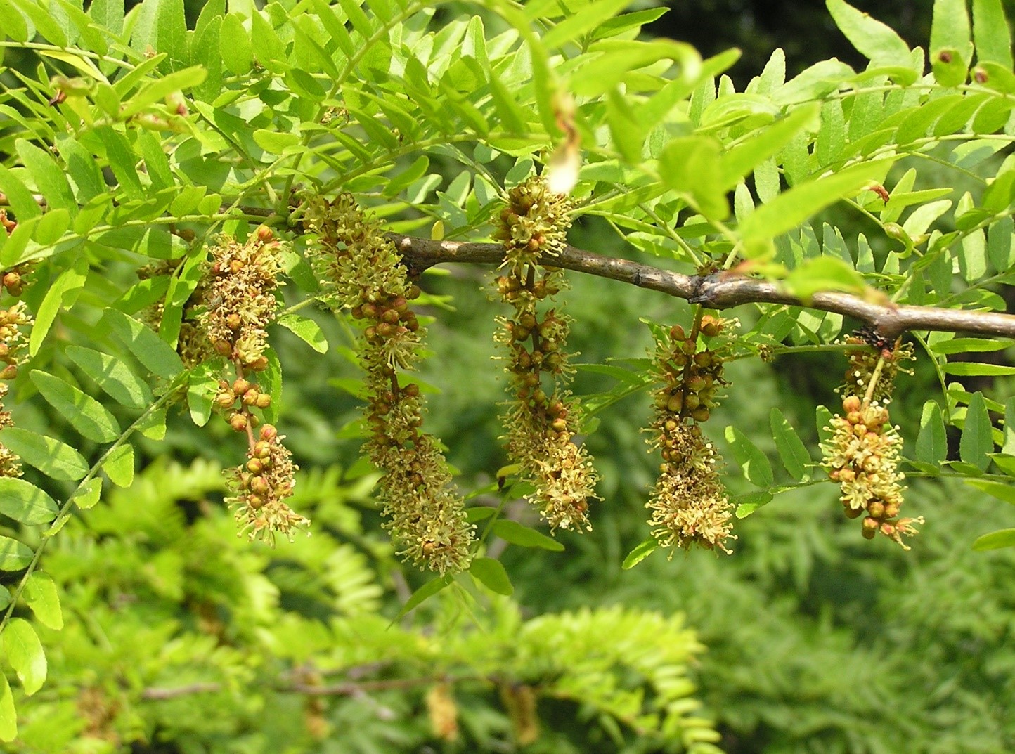 Honey Locusts Tree Flowers
