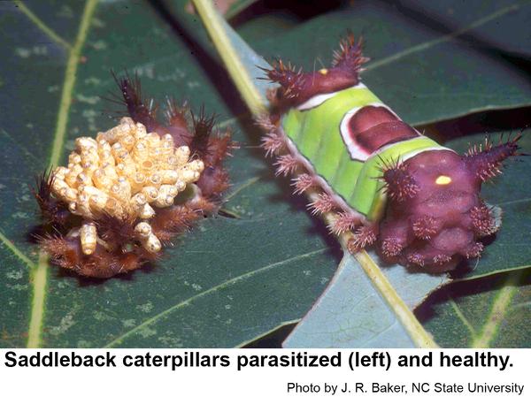 How Deal with These Saddleback Caterpillars