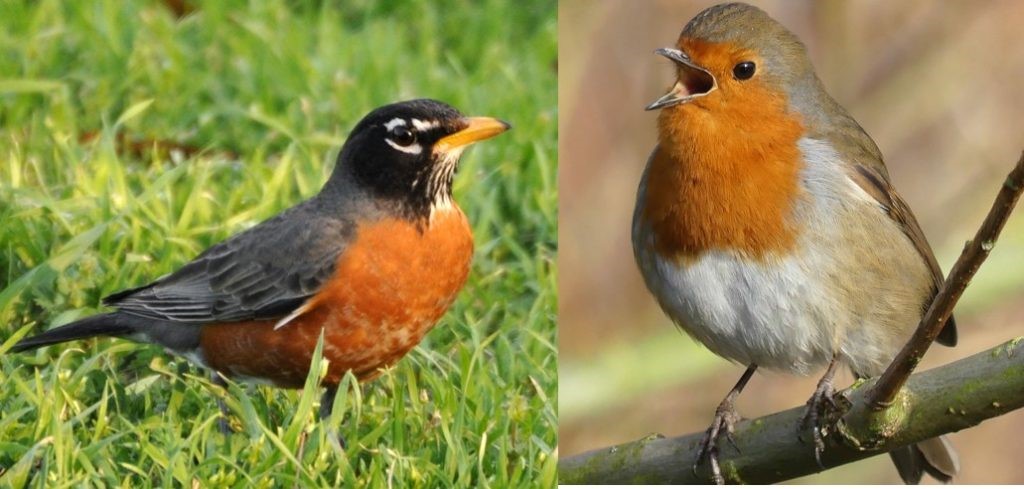 How Did American Robin get Its Identity