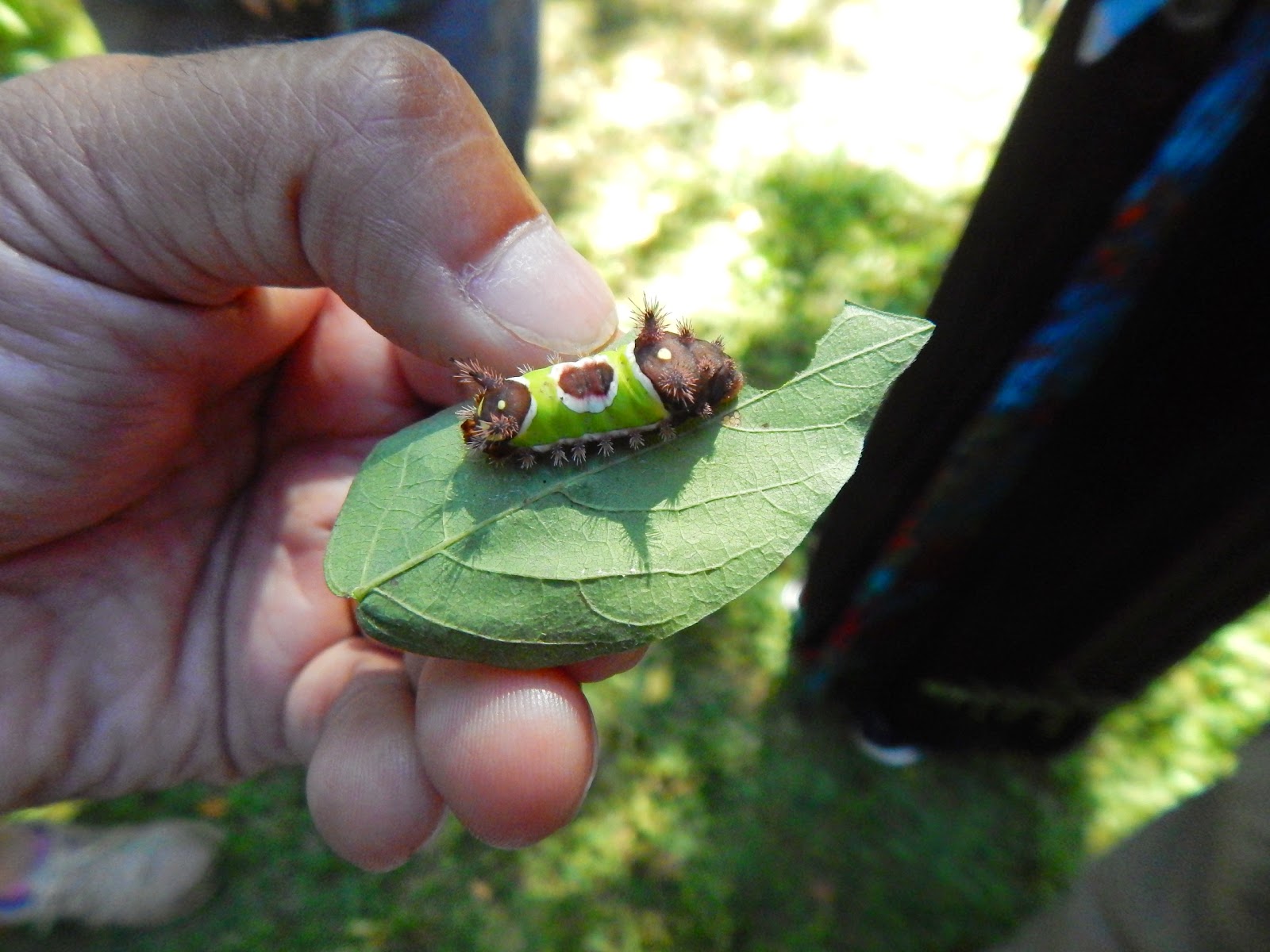 How Much Damage Does Saddleback Caterpillars Cause to The Plants