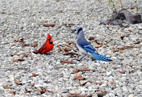 How to Attract Cardinals and Blue Jays to Your Yard