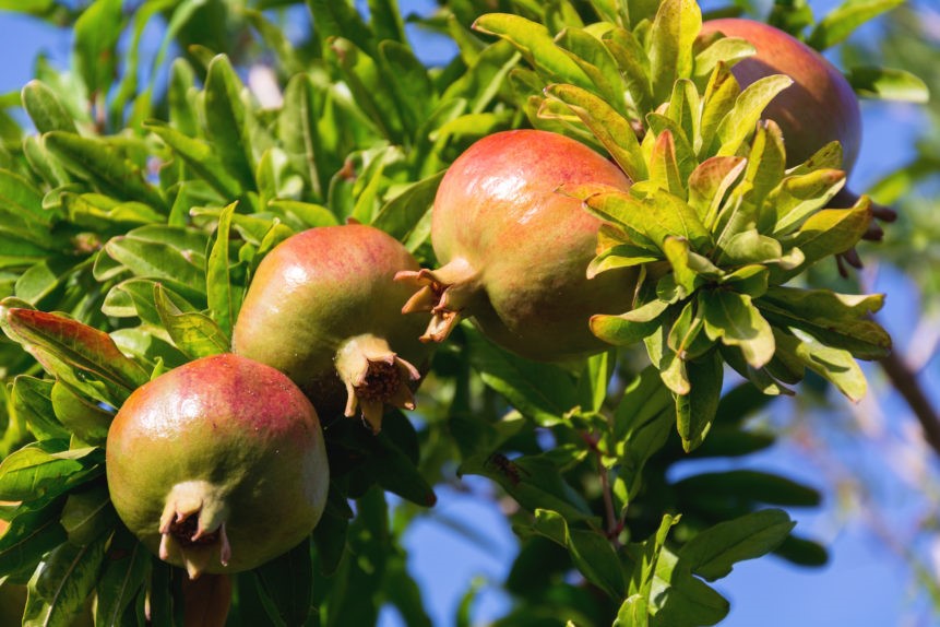 How to Grow Pomegranates