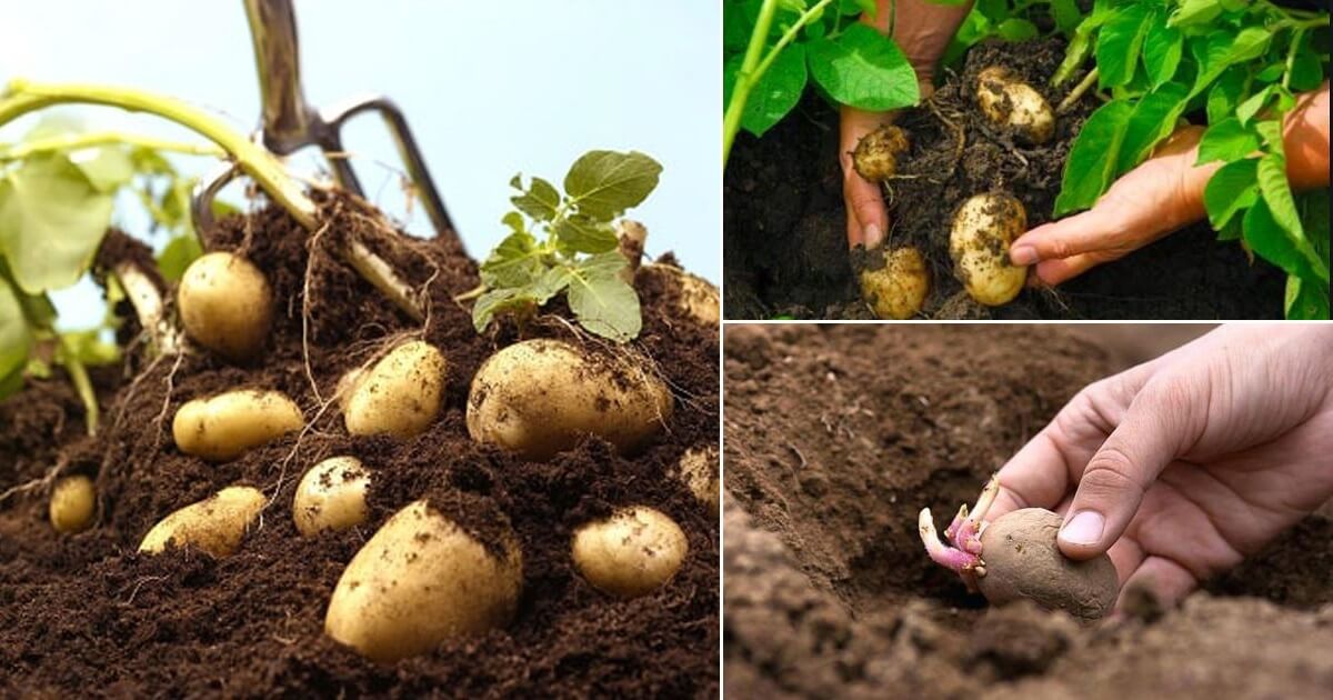 How to Grow Potatoes Indoors for a Healthier Lifestyle