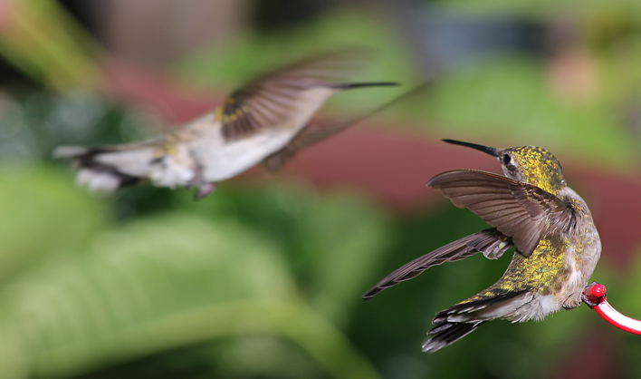 How to Stop Territorial Behaviour of Hummingbirds