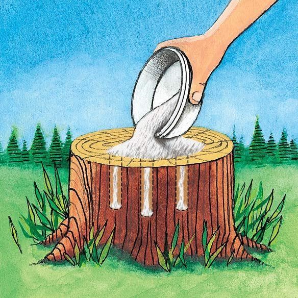 How to Use Epsom Salt to Remove Tree Stumps