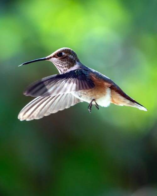 Hummingbird