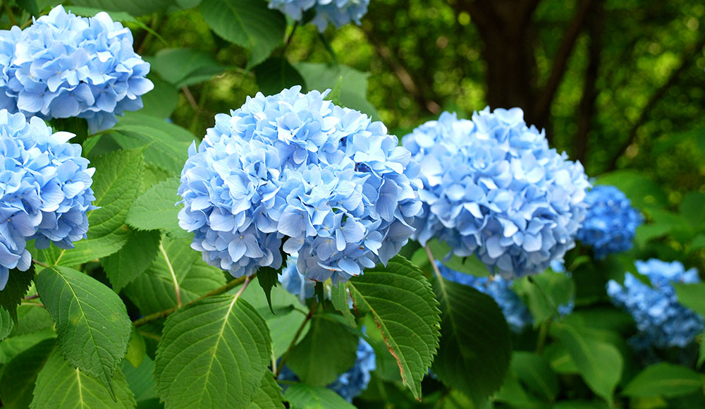 Hydrangea