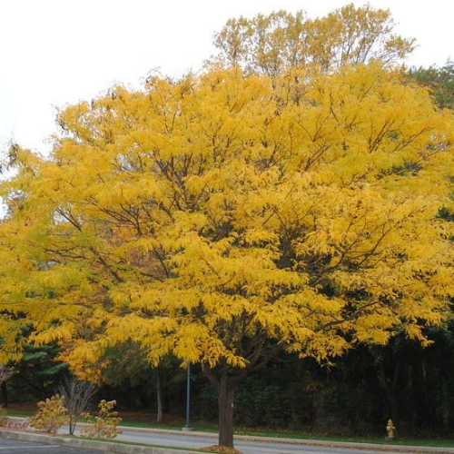 Imperial Honey Locust