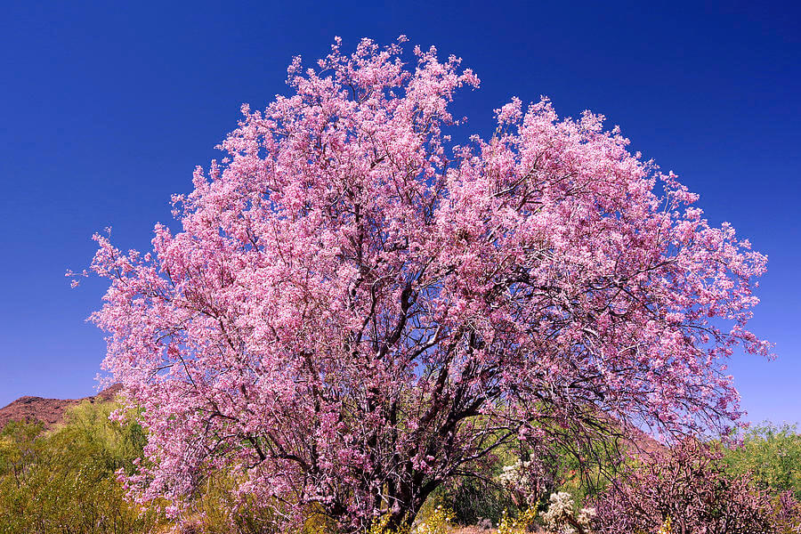 Ironwood Tree (Olneya tesota)