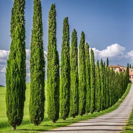 Italian Cypress 