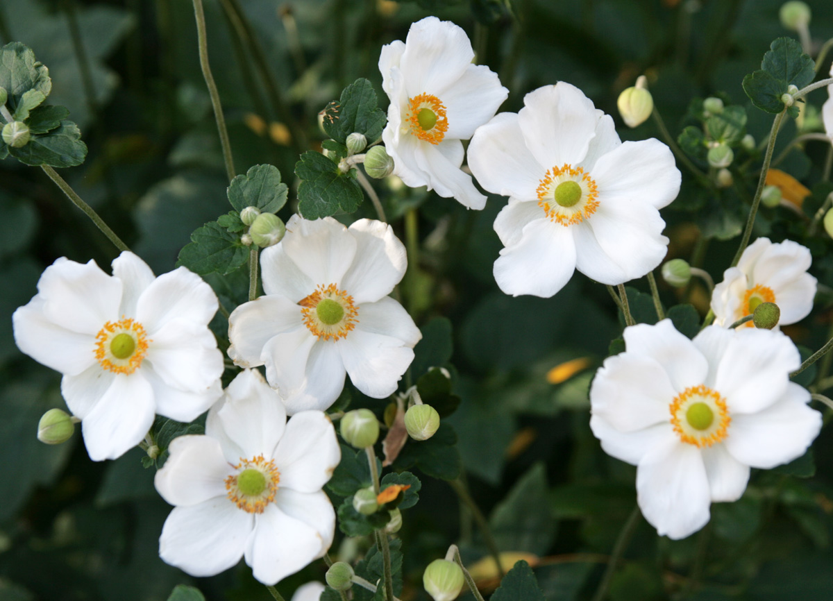 Japanese Anemone