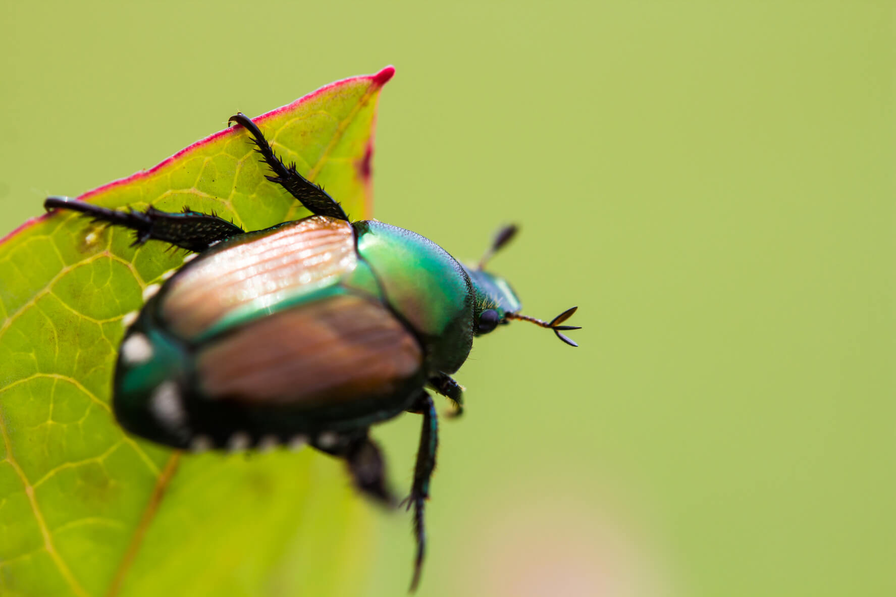 Japanese Beetles