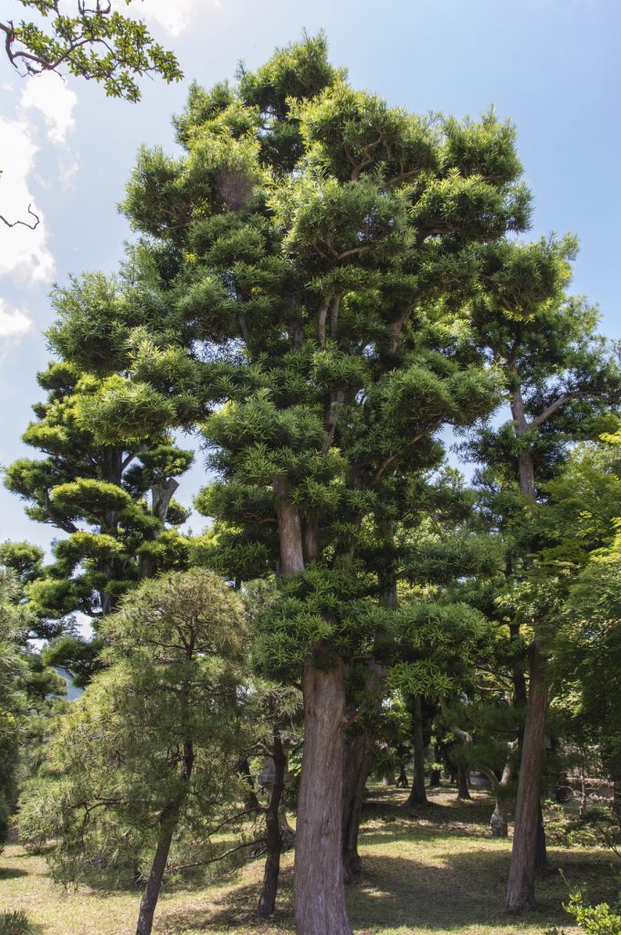 Types Of Pine Trees With Identification Guide Chart And Pictures Eathappyproject 4058