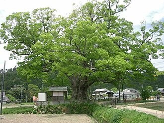 Japanese Elm Tree (Zelkova Serrata)