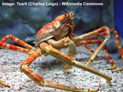 Japanese Spider Crab