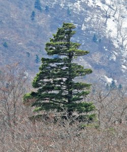 Types of Pine Trees with identification Guide, Chart and Pictures ...