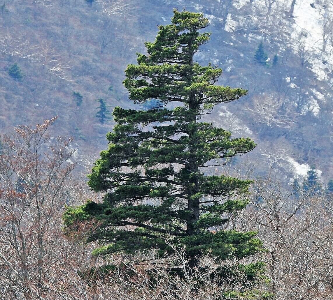 Japanese Whine Pine
