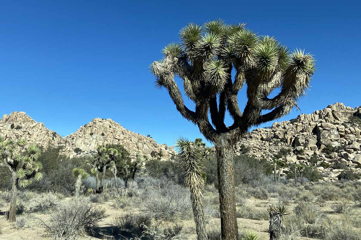 Joshua Tree (Yucca Brevifolia)