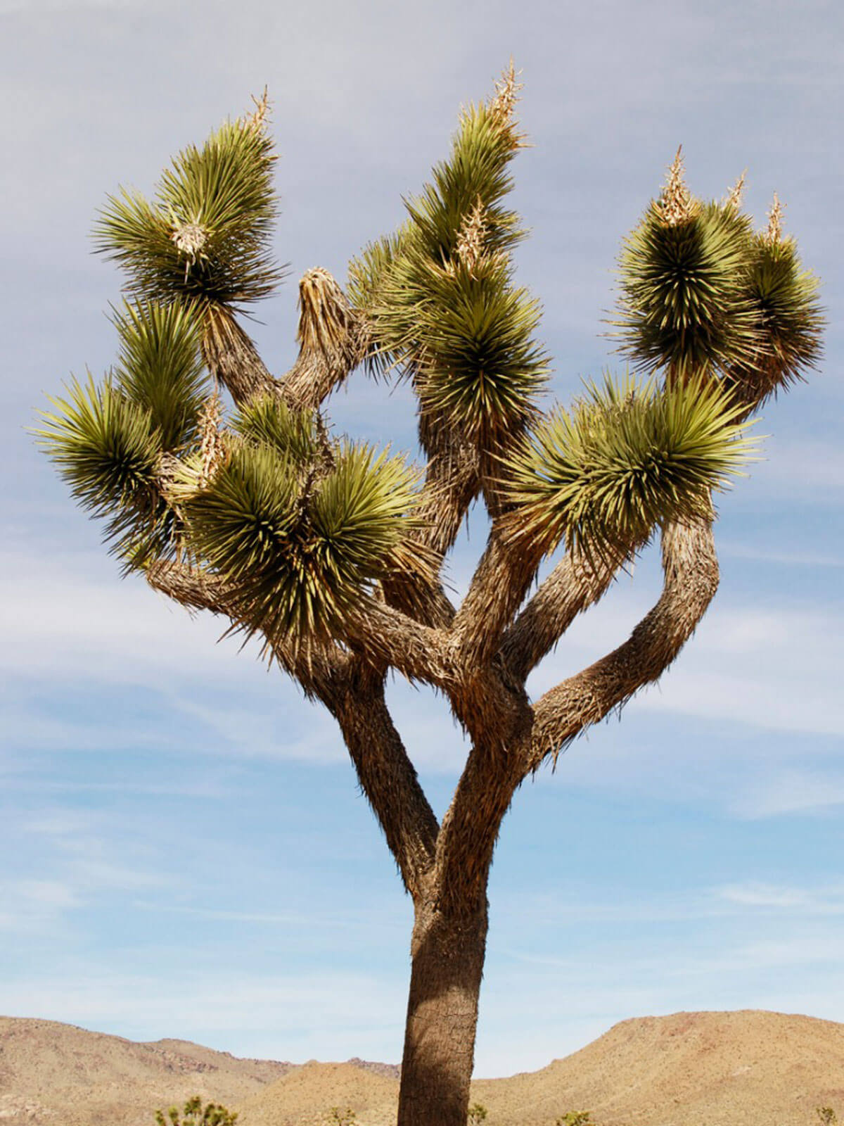 Joshua Tree (Yucca Brevifolia)
