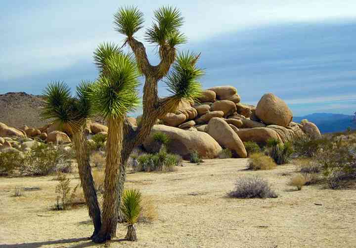 Joshua Tree