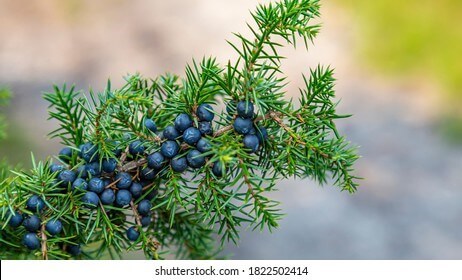 Juniperus communis (Botanical name - ‘Compressa’)