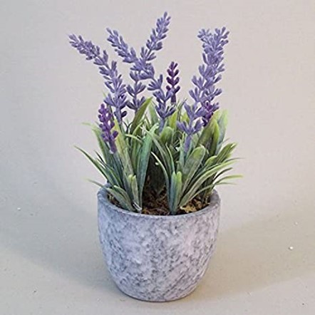 Lavender (Lavendula sp.)