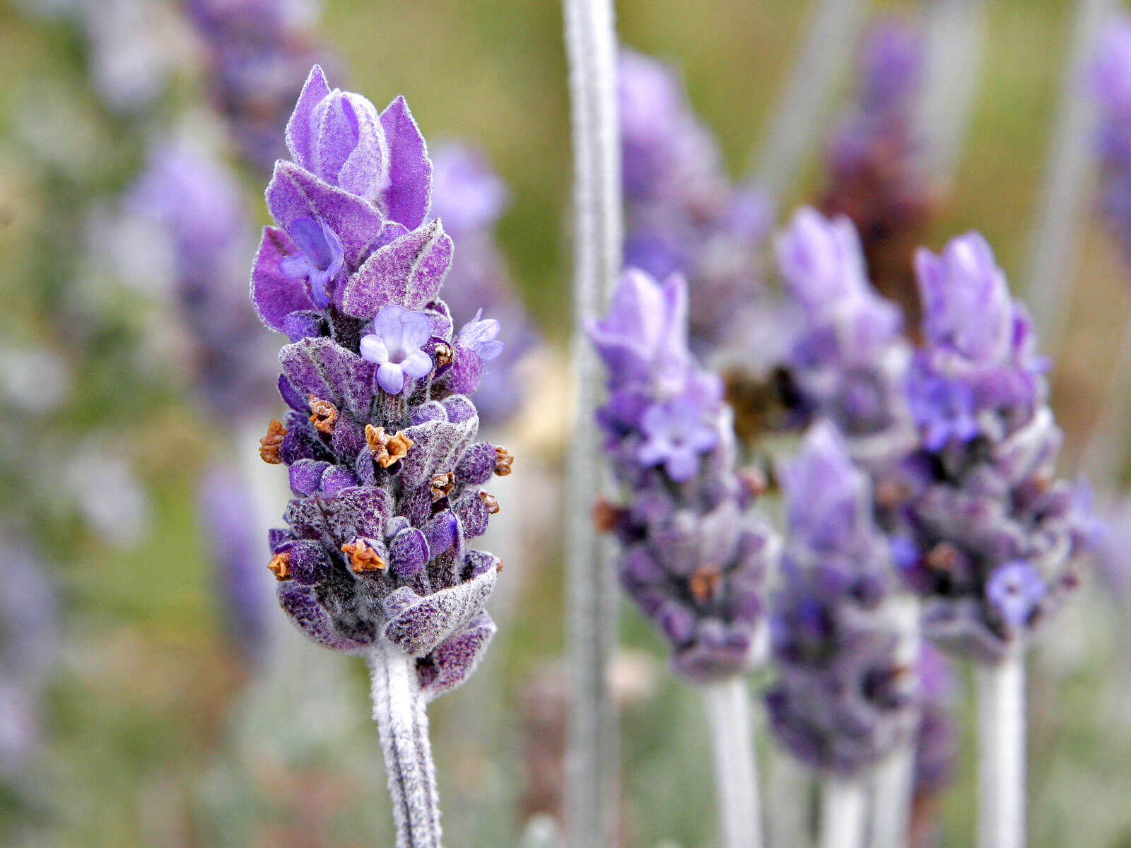 Lavender (Lavendula sp.)
