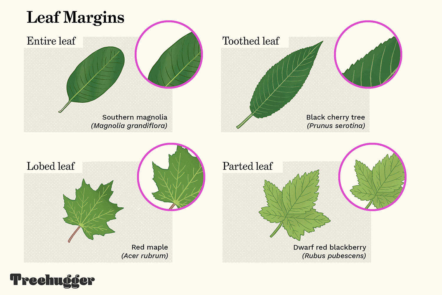 Leaf Identification Based on the Shapes of The Edges