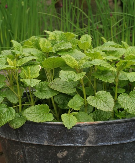 Lemon Balm (Melissa officinalis)