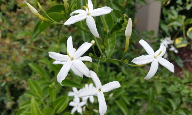 Lemon-Scented Jasmine