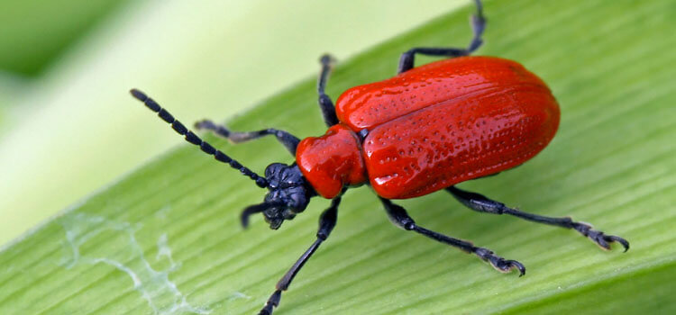 Lily Beetles