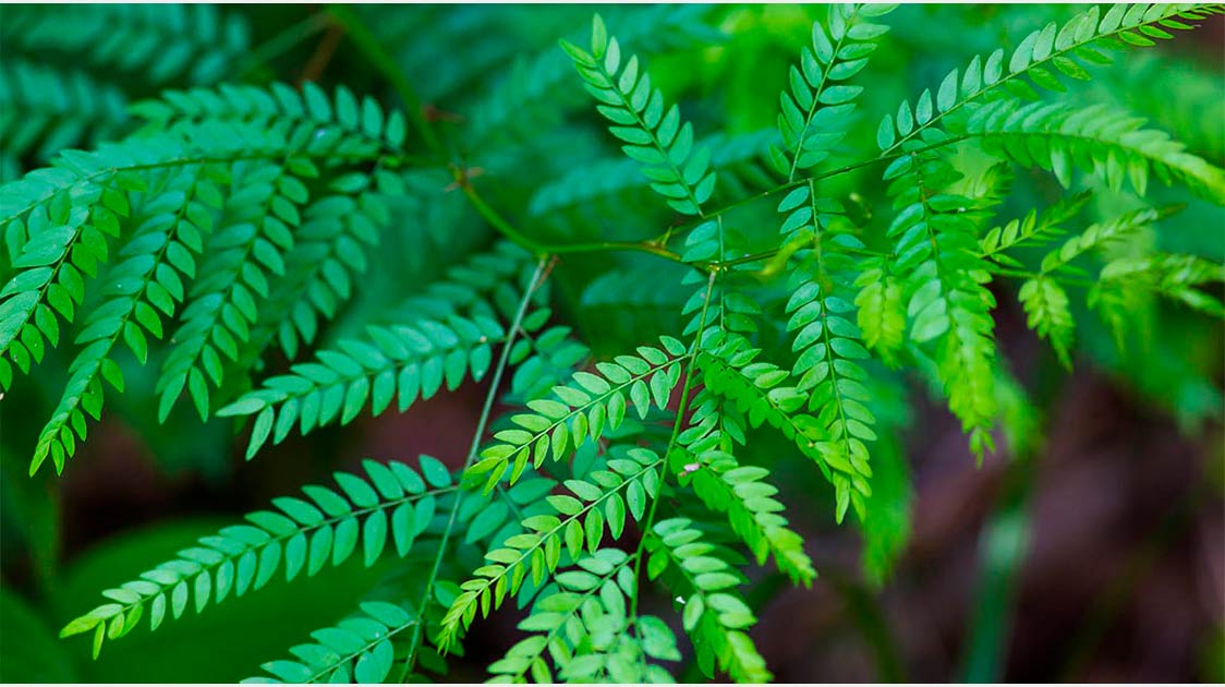 Locust Tree Leaves