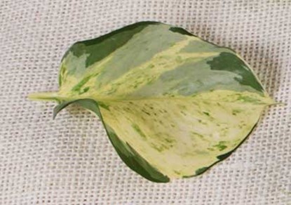 Manjula Pothos (Botanical name - Epipremnum aurem ‘Manjula’)