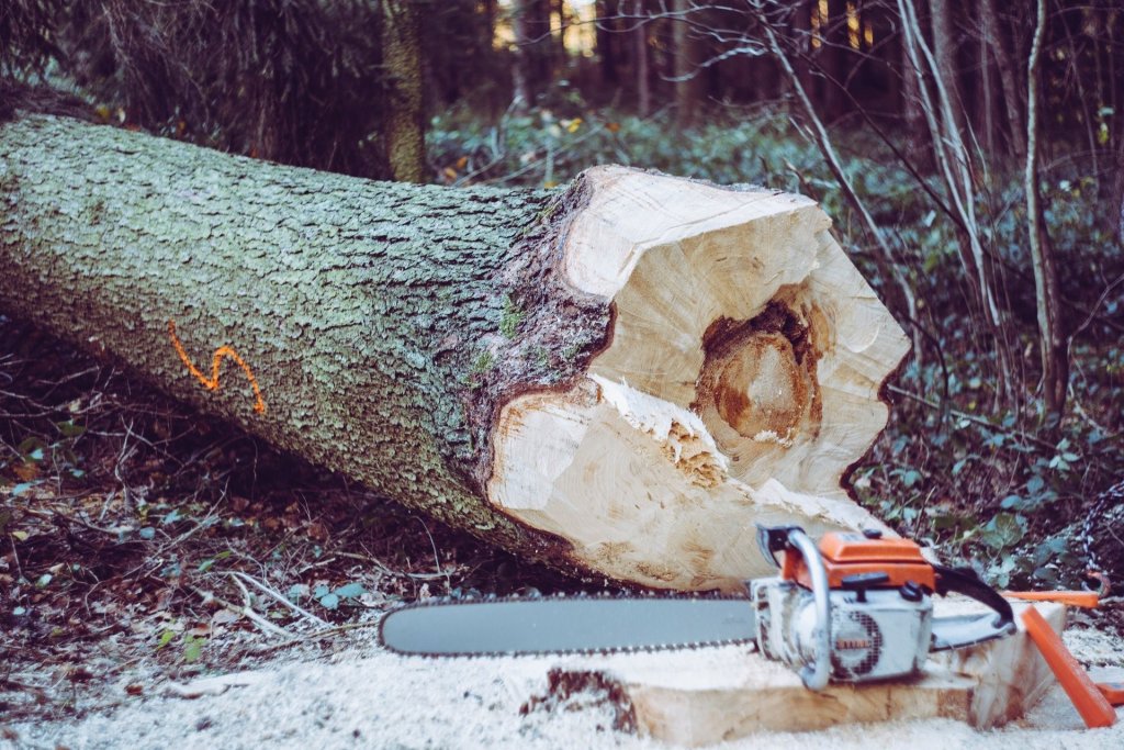 Step By Step Guide On How To Cut Down A Large Tree In Sections Eathappyproject