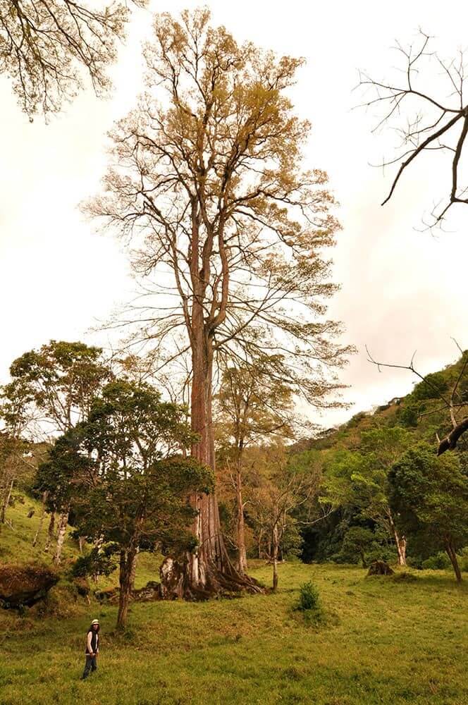 Mexican Elm Tree (Ulmus Mexicana)