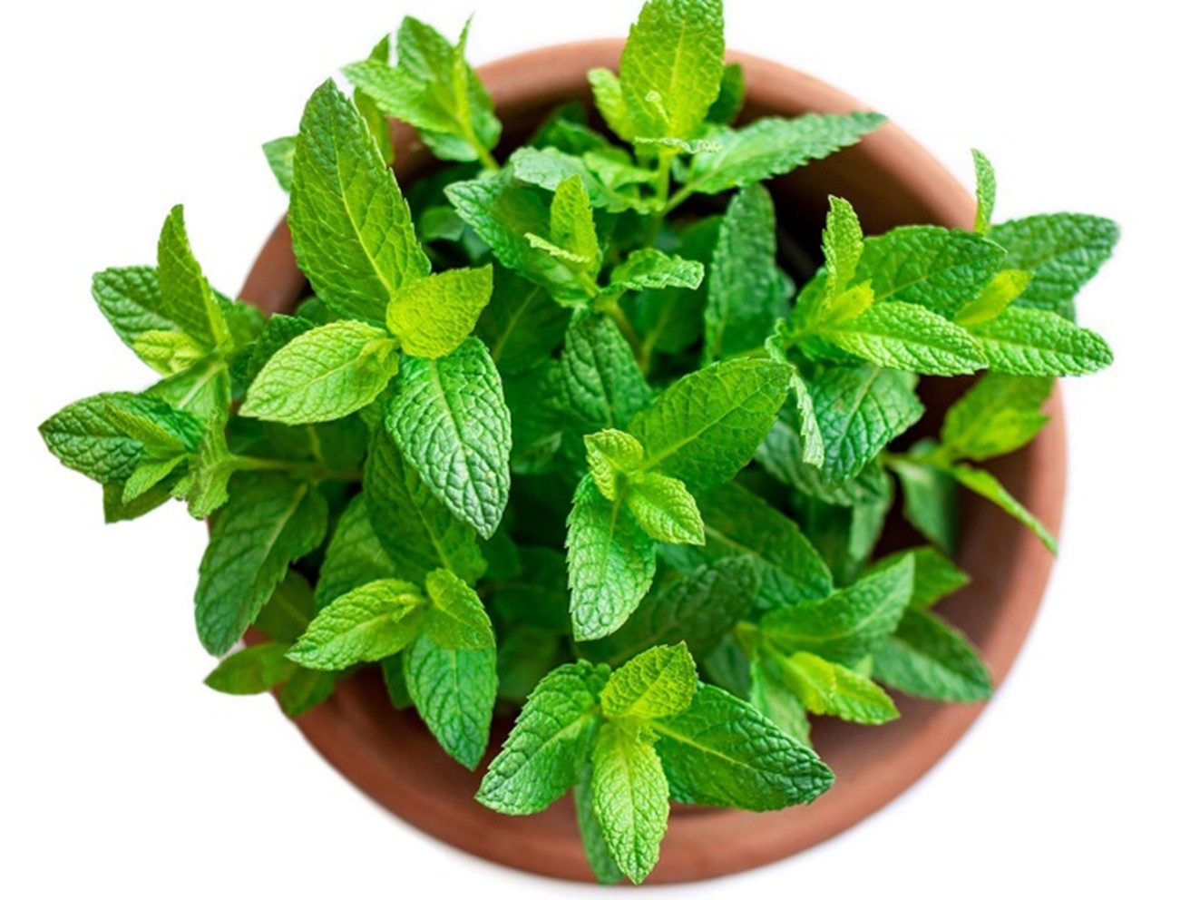 Mint (Mentha sp.)