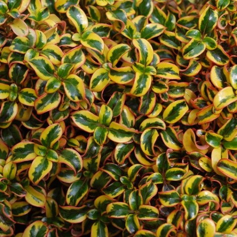 Mirror Bush (Botanical name - Coprosma repens)
