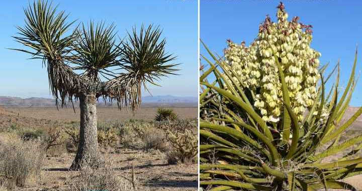 Mojave Yucca Plant