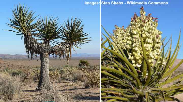 Mojave Yucca Plant